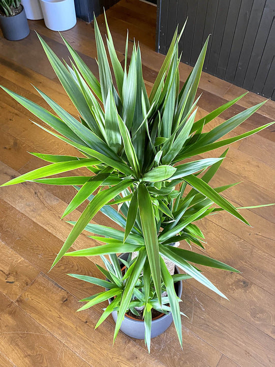 Yucca Elephantipes Plant or Yucca Silver Star,Spineless Yucca with Green coloured leaves