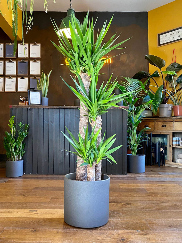 Yucca Elephantipes