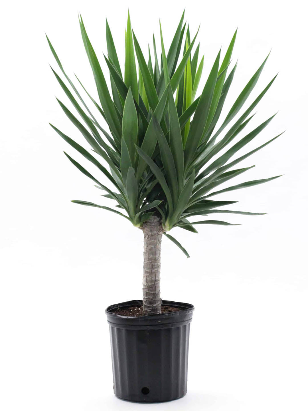 Yucca Elephantipes