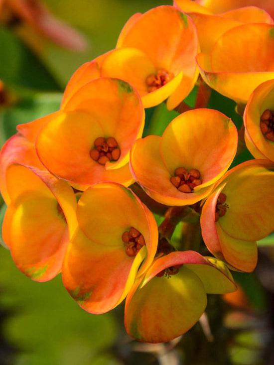 Euphorbia Milii Orange 