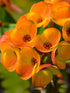 Euphorbia Milii Orange 