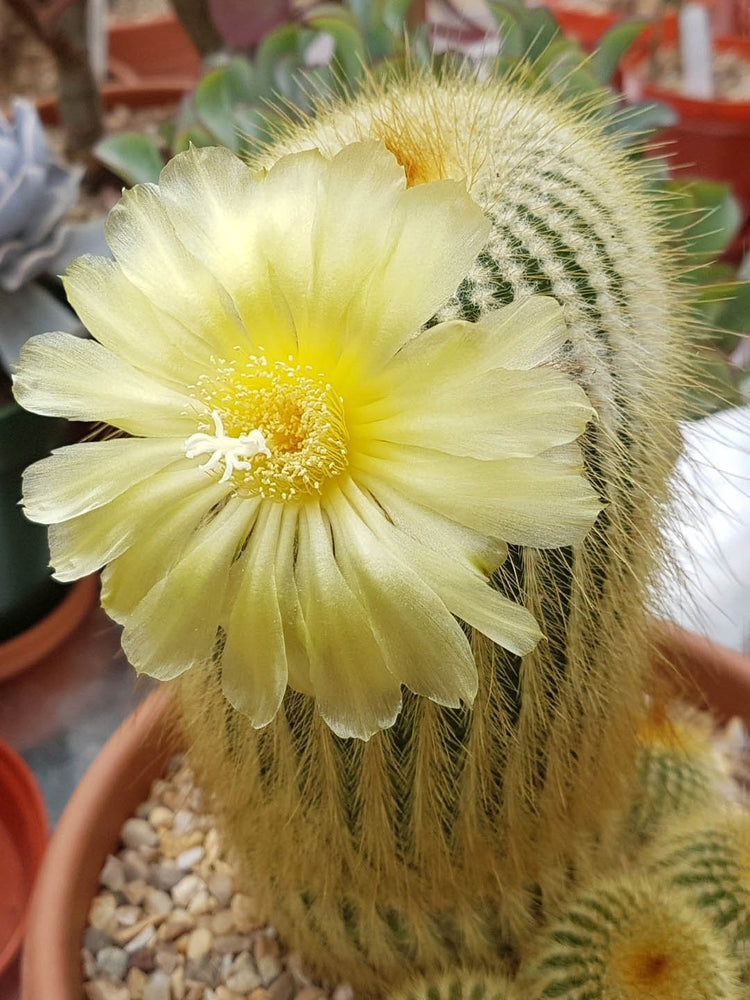 Notocactus Leninghausii Plant or Lemon Ball cactus, Golden Ball cactus, Yellow Tower cactus with Green coloured leaves and Yellow coloured flower 