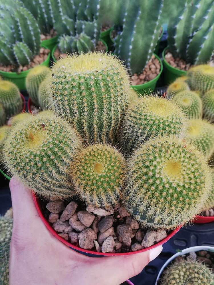 Notocactus Leninghausii