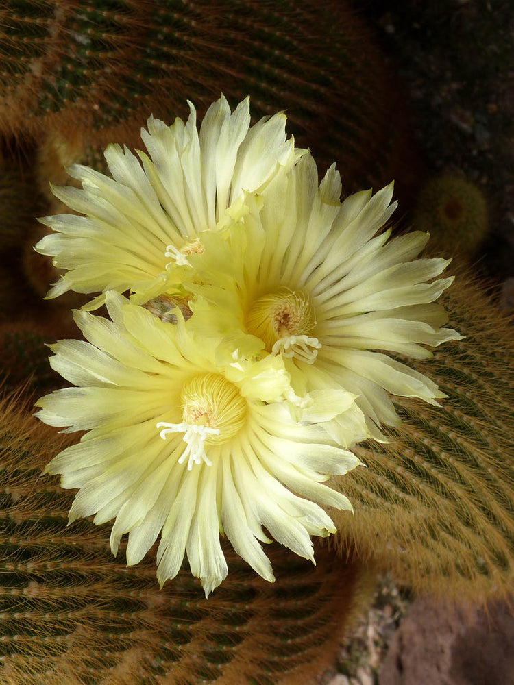 Notocactus Leninghausii