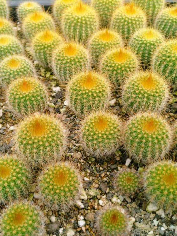 Notocactus Leninghausii