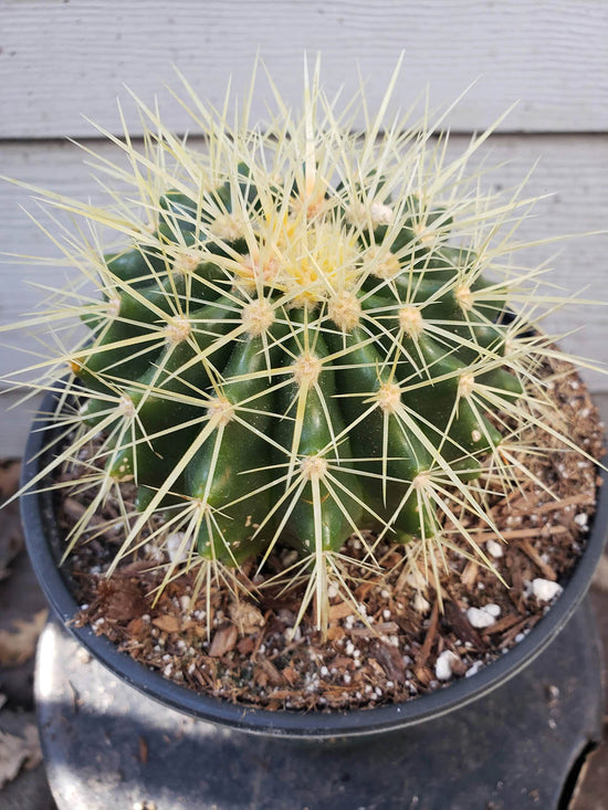 Echinocactus Grusonii Plant or Golden Barrel Cactus with Green coloured leaves and Brown coloured flower 