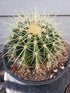 Echinocactus Grusonii Plant or Golden Barrel Cactus with Green coloured leaves and Brown coloured flower 