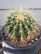 Echinocactus Grusonii Plant or Golden Barrel Cactus with Green coloured leaves and Brown coloured flower 