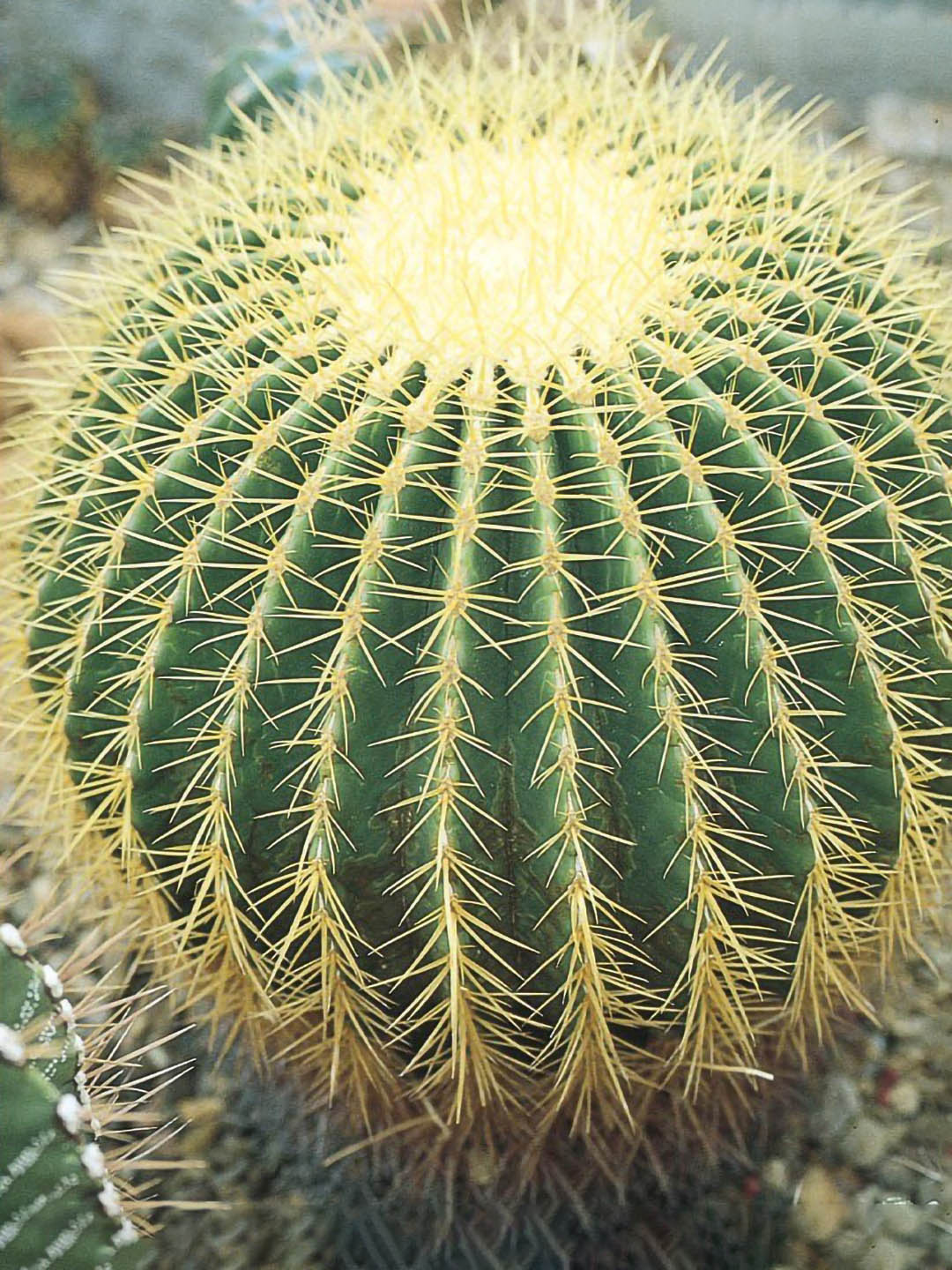Echinocactus Grusonii