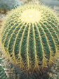 Echinocactus Grusonii
