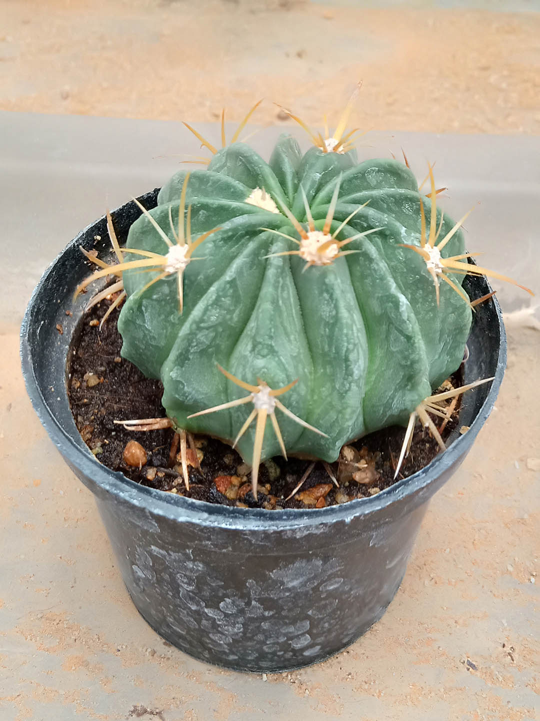 Echinocactus Texensis Plant or Horse-crippler, Devil s-head with Green coloured leaves and Pink coloured flower 