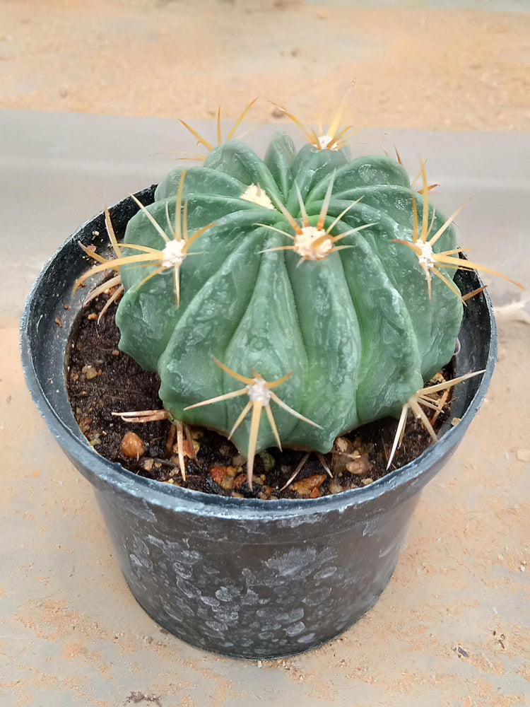 Echinocactus Texensis Plant or Horse-crippler, Devil s-head with Green coloured leaves and Pink coloured flower 