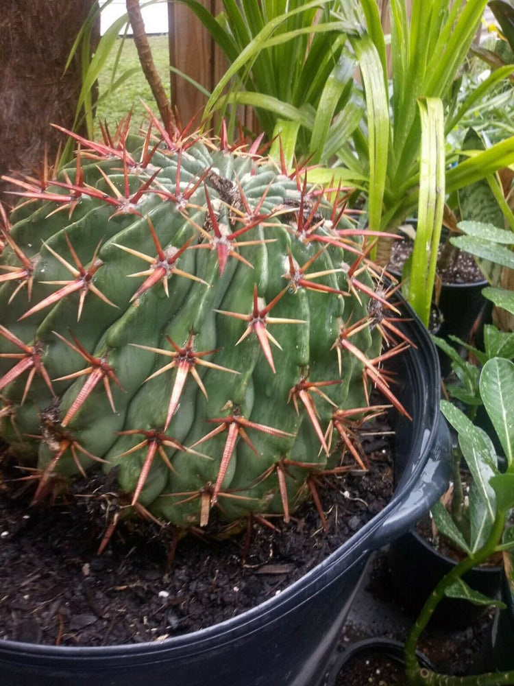 Echinocactus Texensis