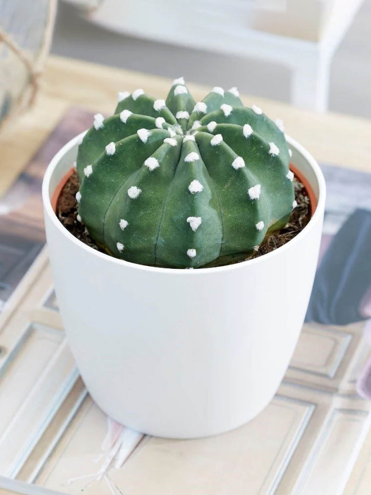 Echinopsis Candicans Plant or Echinopsis with Green coloured leaves and White coloured flower 
