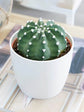 Echinopsis Candicans Plant or Echinopsis with Green coloured leaves and White coloured flower 