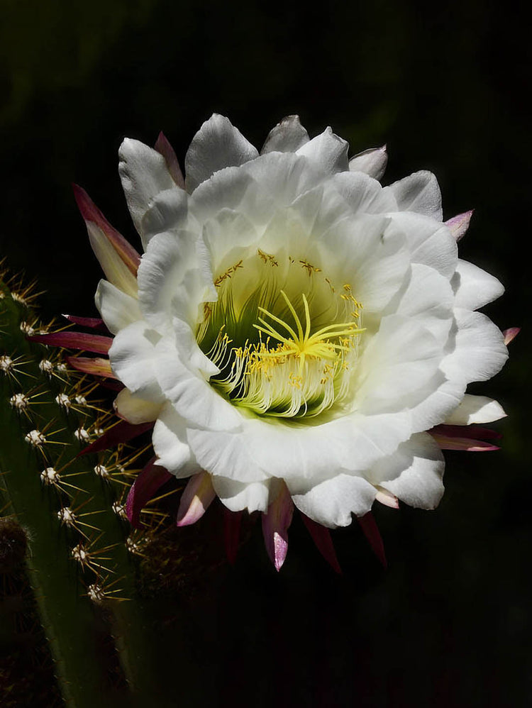 Echinopsis Candicans