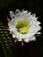 Echinopsis Candicans