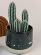 Pilosocereus Pachycladus Plant or Tree cactus with Green coloured leaves and White coloured flower 