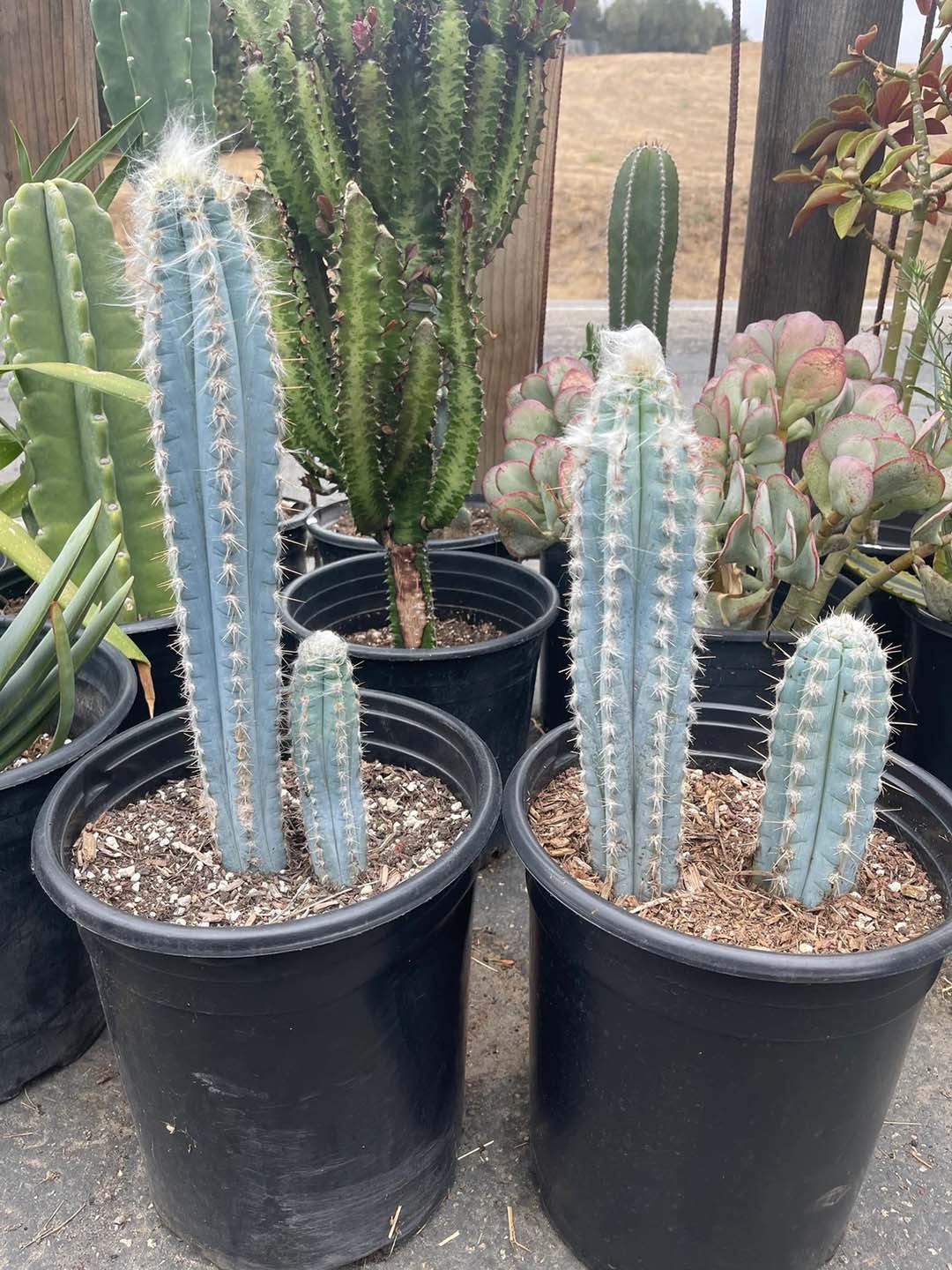 Pilosocereus Pachycladus