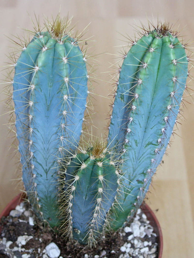 Pilosocereus Pachycladus
