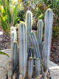 Pilosocereus Pachycladus