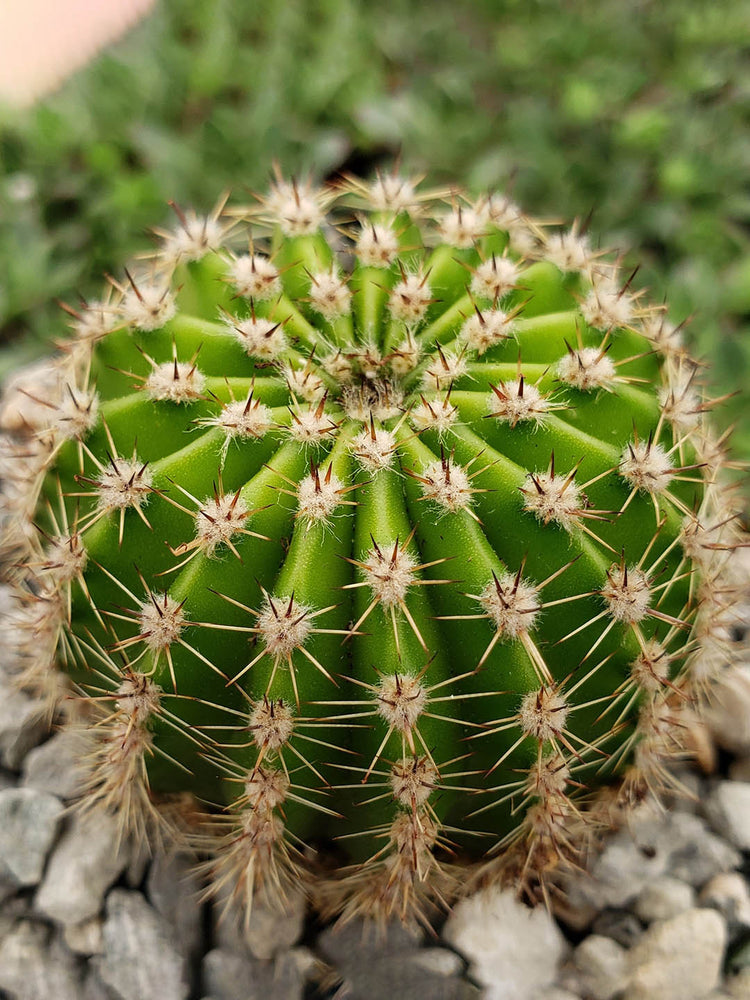 Echinopsis Oxygona Plant or Easter Lily Cactus with Green coloured leaves and Pink coloured flower 