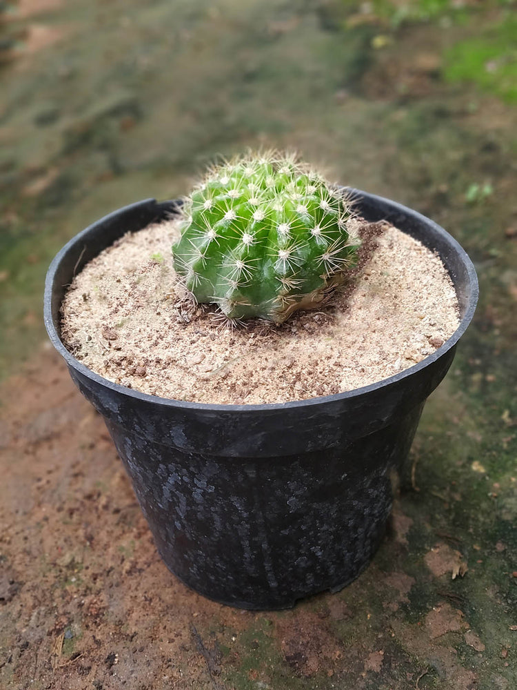Echinopsis Oxygona