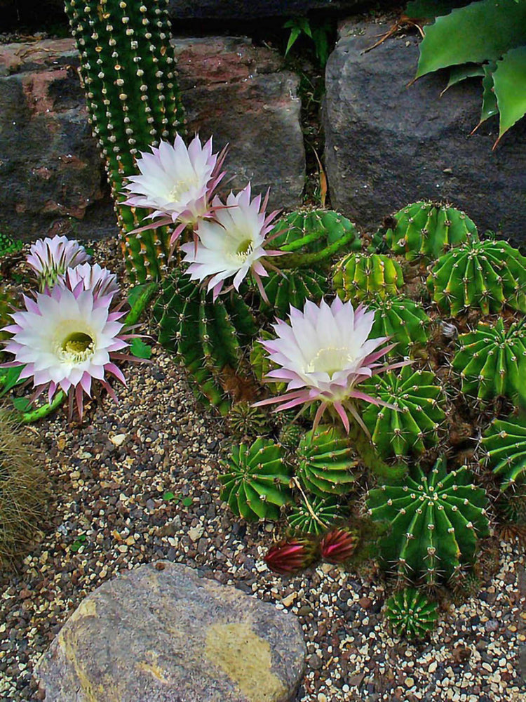Echinopsis Oxygona