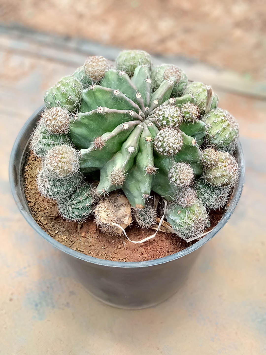 Echinopsis Eyriesii Plant or Eyries Cactus, Pink Easter Lily Cactus with Green coloured leaves and Pink coloured flower 
