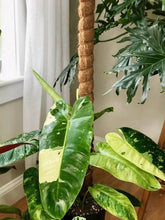 Coco Pole