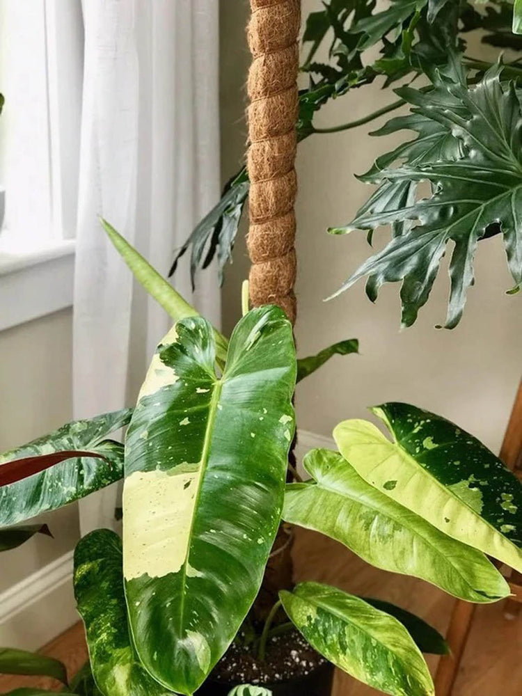 Coco Pole