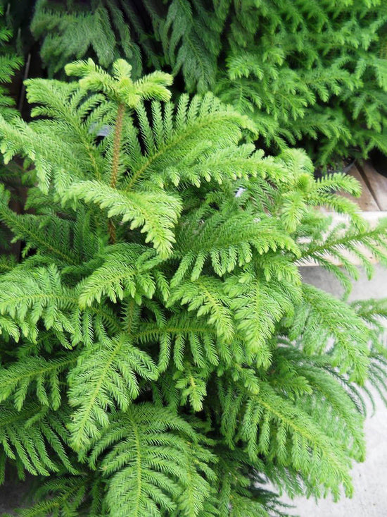 Araucaria Heterophylla Plant or Indian Christmas Tree with Green coloured leaves