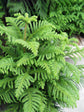 Araucaria Heterophylla Plant or Indian Christmas Tree with Green coloured leaves