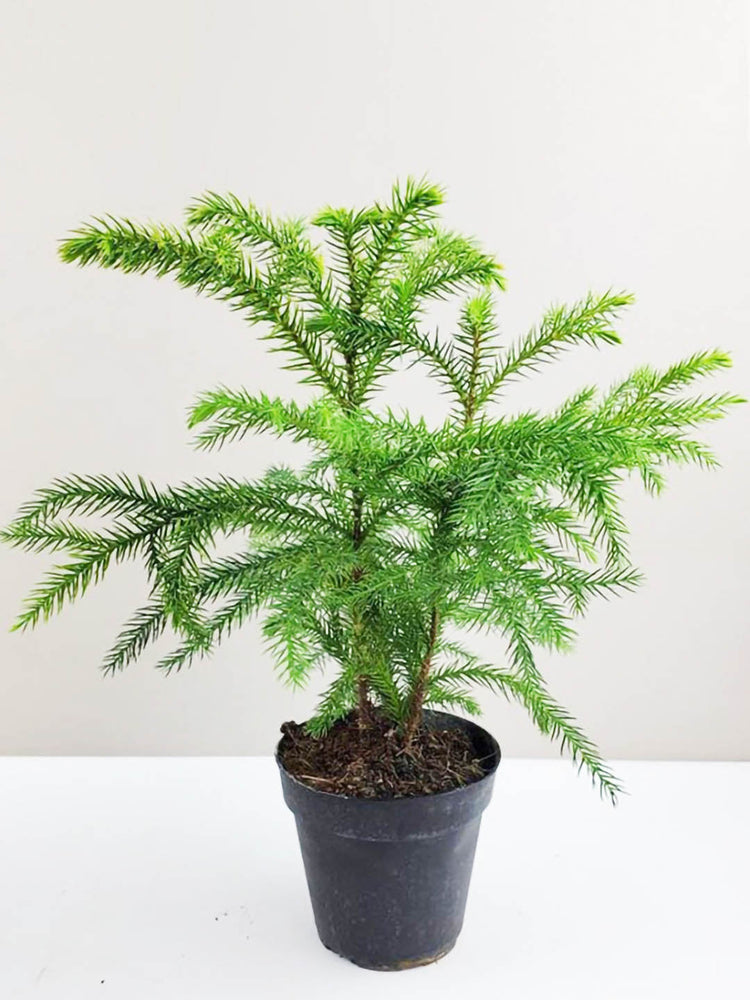 Araucaria Heterophylla