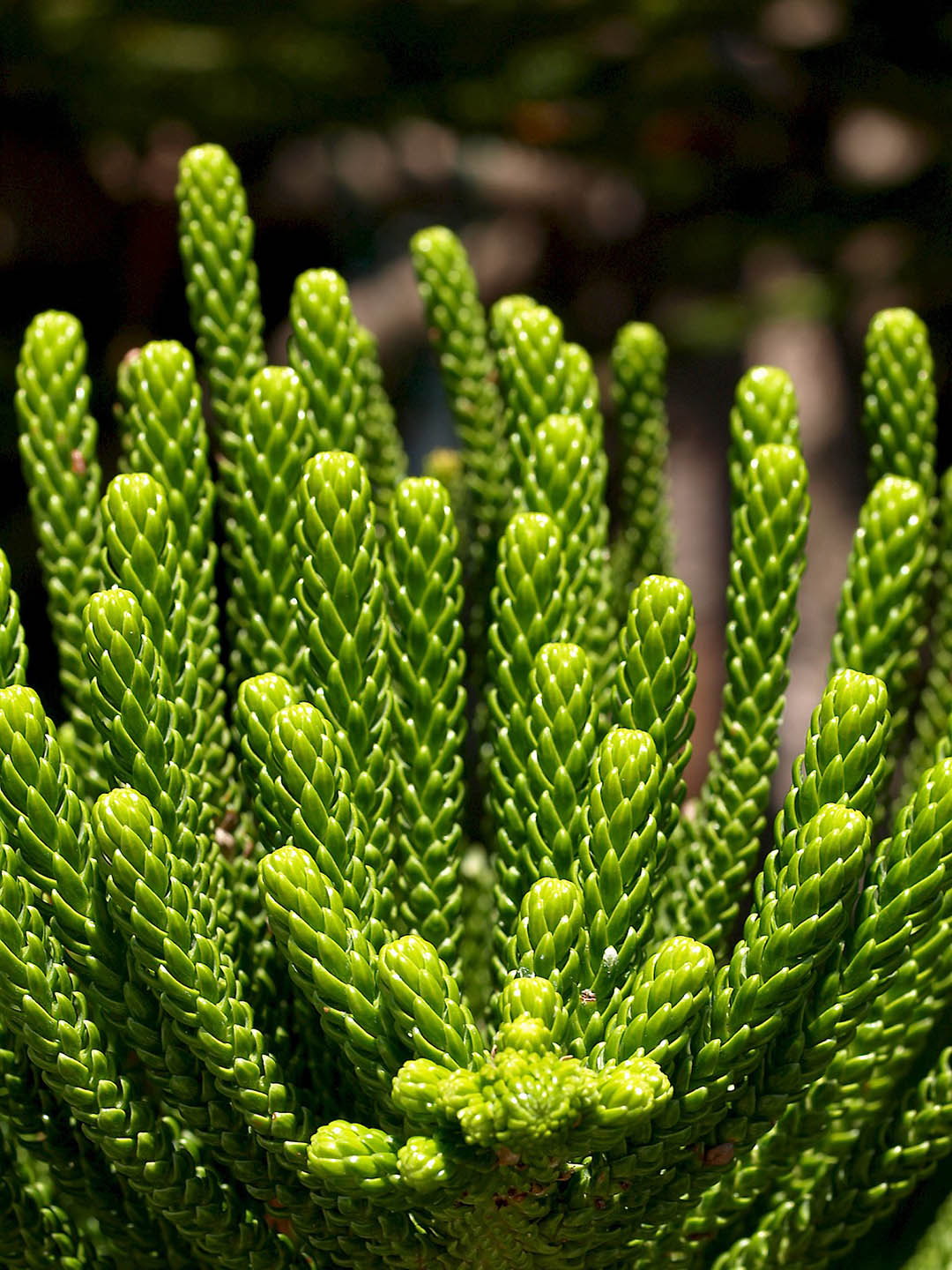 Araucaria Heterophylla