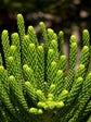 Araucaria Heterophylla
