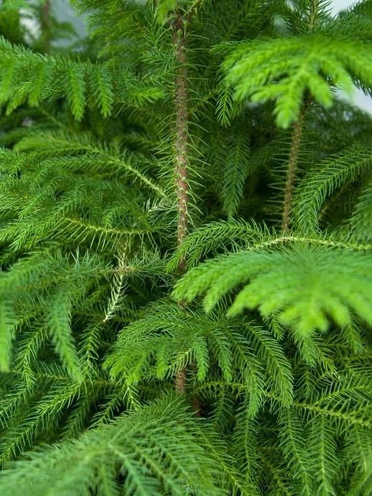 Araucaria Heterophylla