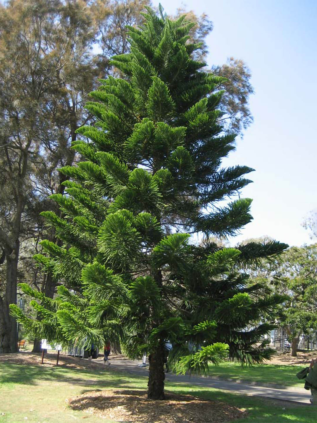 Araucaria Heterophylla