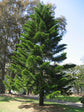 Araucaria Heterophylla