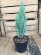 Chamaecyparis pisifera Silver Lode Plant or Silver Cypress with Frost Green coloured leaves