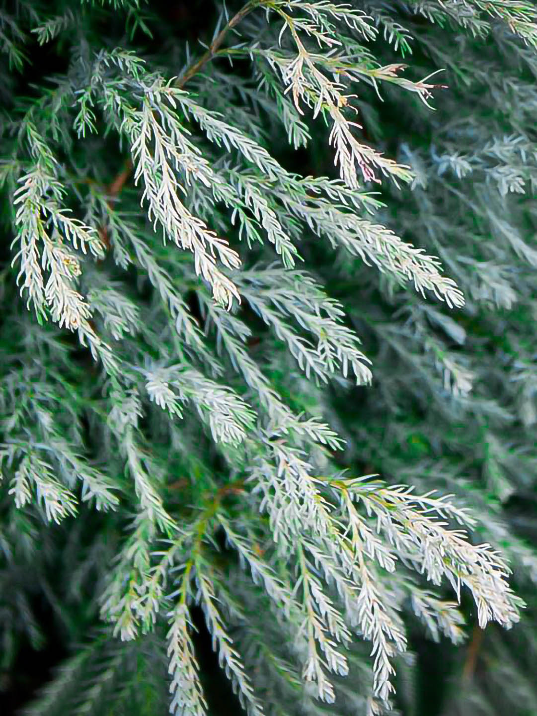 Chamaecyparis pisifera Silver Lode 