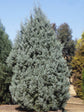 Chamaecyparis pisifera Silver Lode 