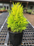 Cupressus Macrocarpa Goldcrest Plant or Cypress Golden, Goldcrest, Lemon Cypress with Lime Green coloured leaves