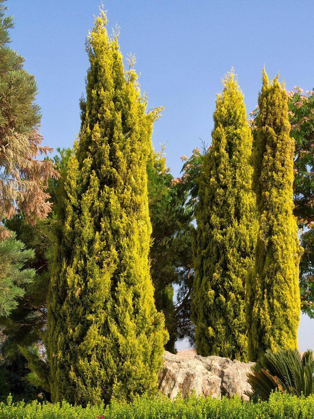 Cupressus Macrocarpa Goldcrest 