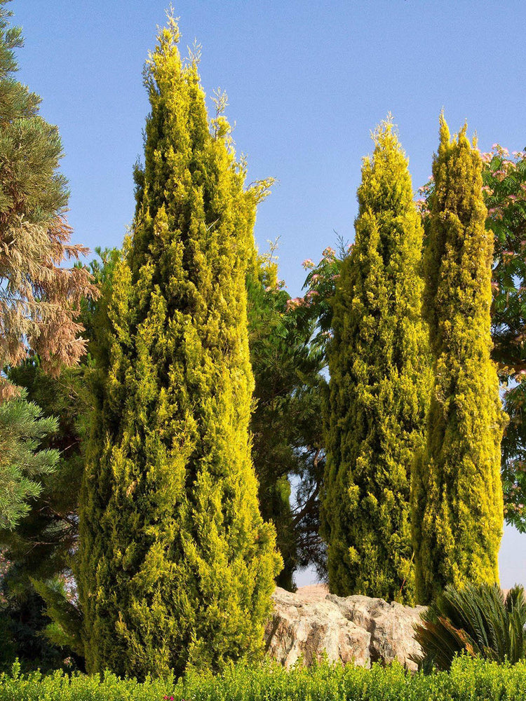 Cupressus Macrocarpa Goldcrest 