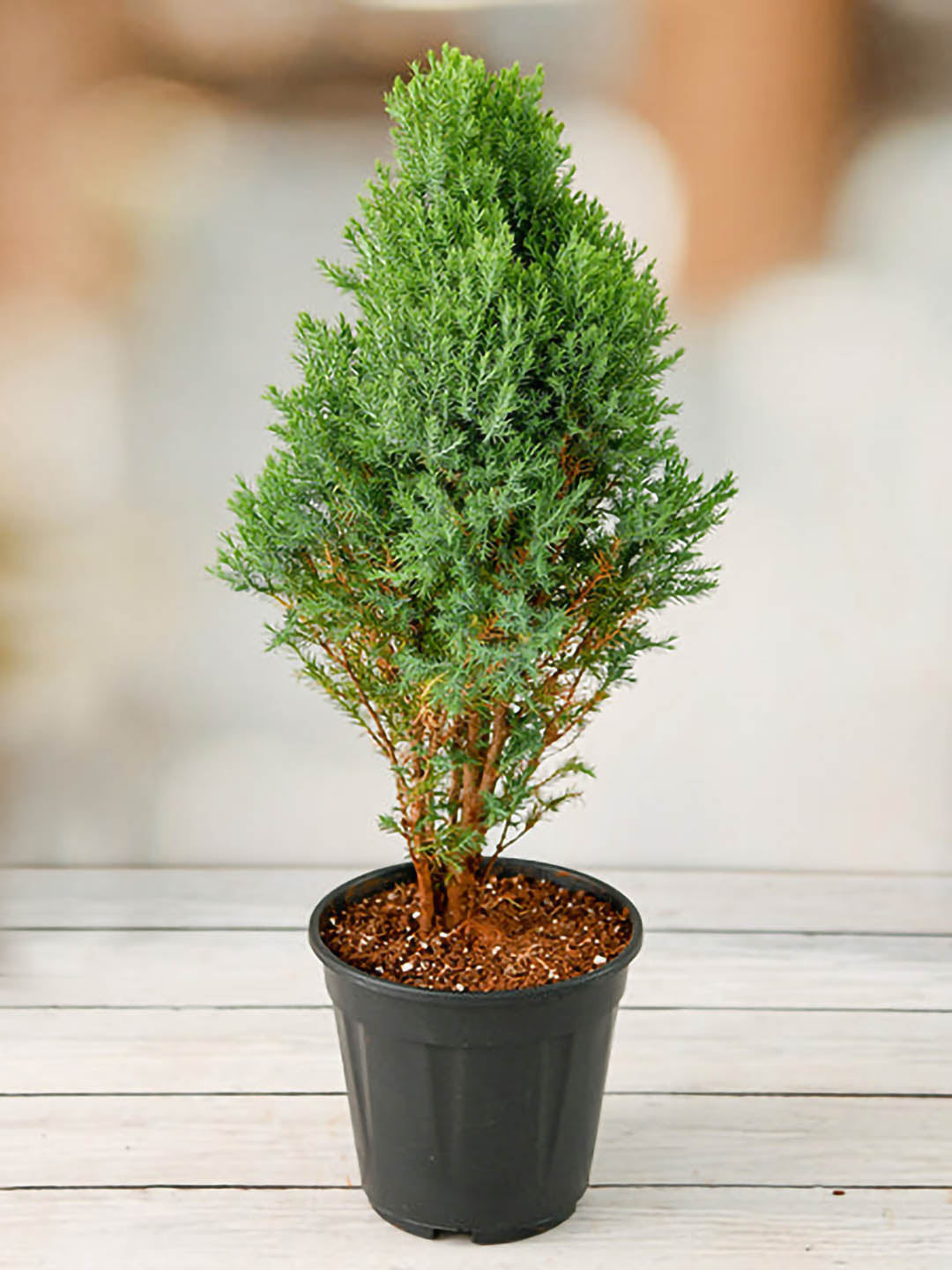 Cupressus Macrocarpa Green Plant or Montrey Cypress with Green coloured leaves