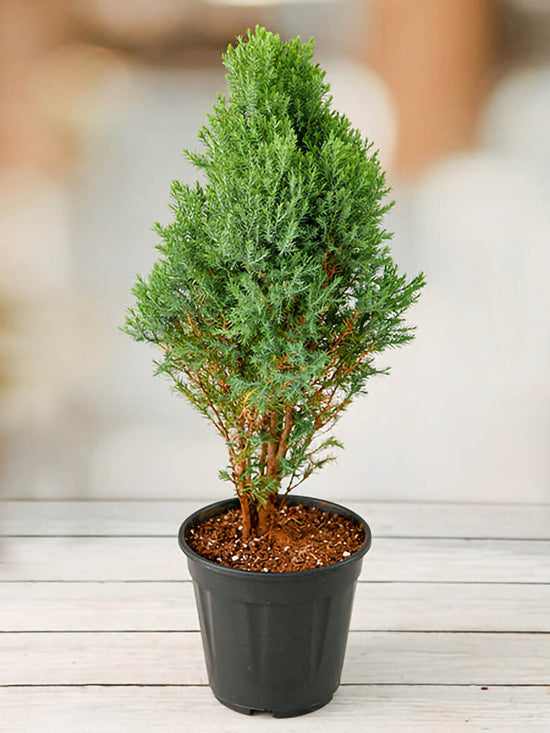 Cupressus Macrocarpa Green Plant or Montrey Cypress with Green coloured leaves