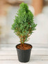 Cupressus Macrocarpa Green Plant or Montrey Cypress with Green coloured leaves