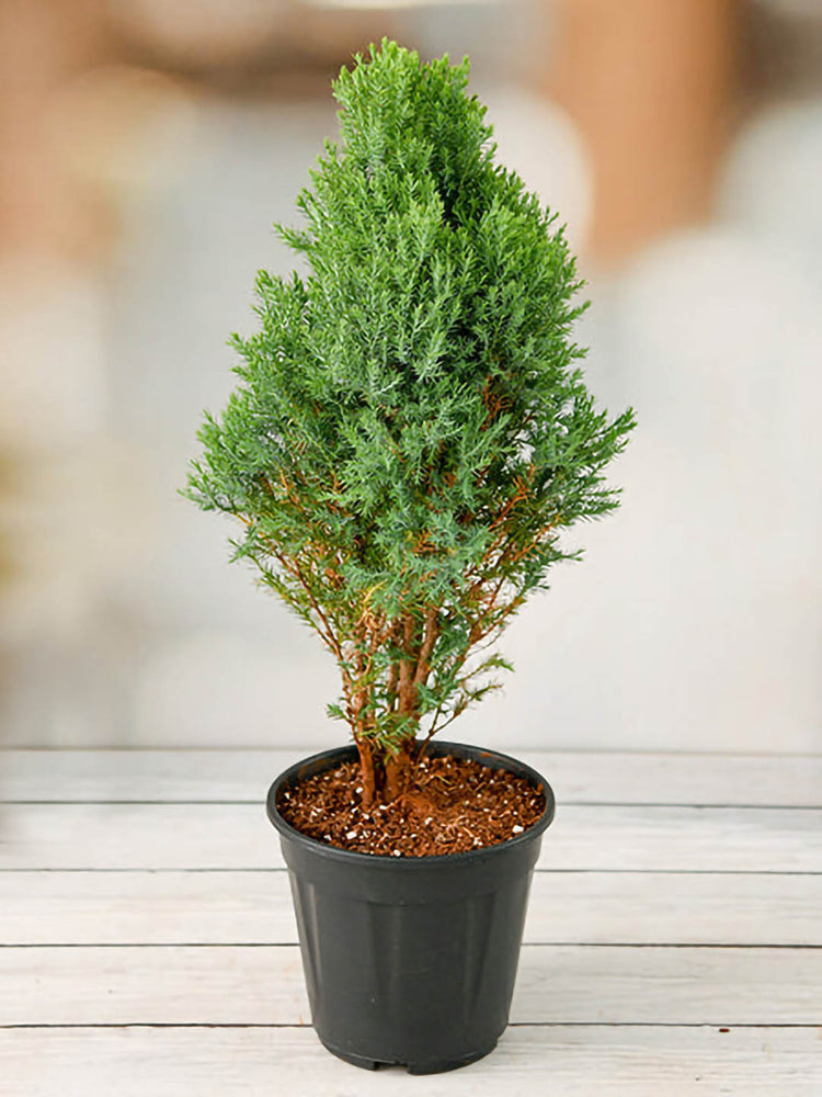 Cupressus Macrocarpa Green Plant or Montrey Cypress with Green coloured leaves