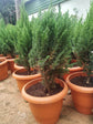 Cupressus Macrocarpa Green 